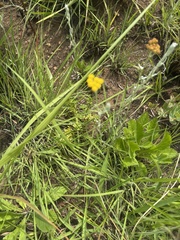 Helichrysum aureonitens