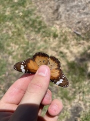 Danaus petilia