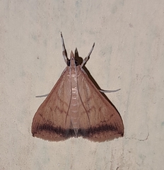 Pyraustini