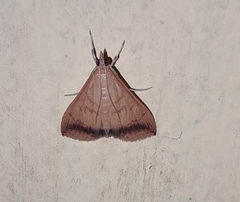 Pyraustini