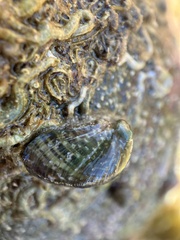 Stomatella impertusa