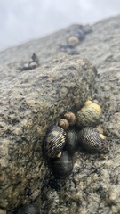 Nerita scabricosta