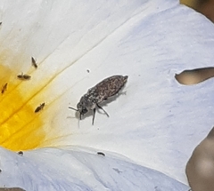 Atacamita