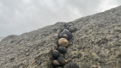 Nerita scabricosta