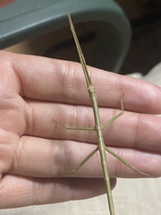 Anchiale austrotessulata