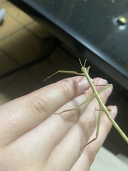 Anchiale austrotessulata