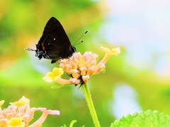 Electrostrymon angelia
