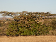 Vachellia tortilis