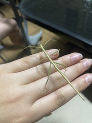 Anchiale austrotessulata