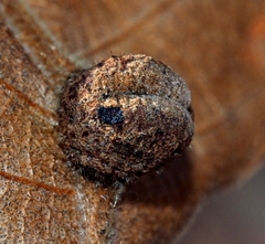 Phylloxera
