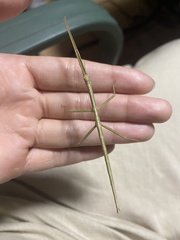 Anchiale austrotessulata