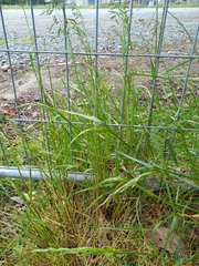 Poa trivialis