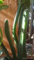 Euphorbia trigona