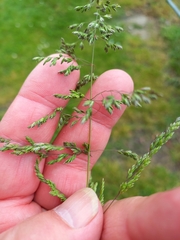Poa trivialis