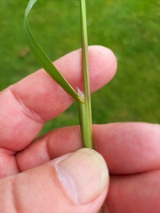 Poa trivialis