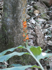 Hedychium