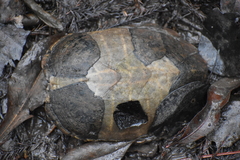 Sternotherus