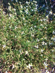 Coreocarpus sonoranus