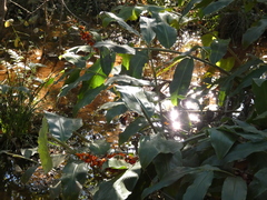 Hedychium