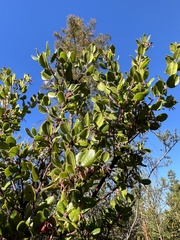 Arctostaphylos sensitiva