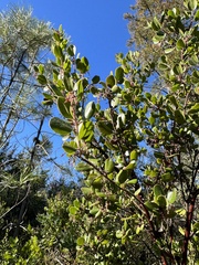 Arctostaphylos sensitiva
