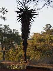 Aloe marlothii