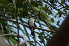 Todiramphus sordidus