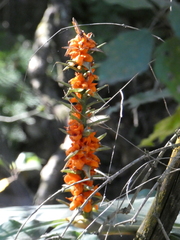Hedychium