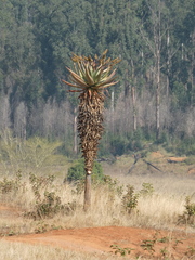 Aloe marlothii