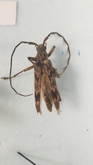 Elytrimitatrix undata