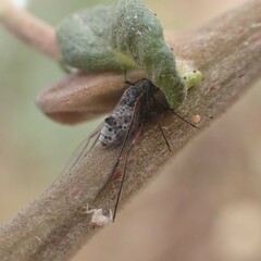 Tuberolachnus salignus