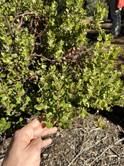 Arctostaphylos sensitiva