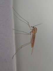 Dixella