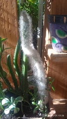 Cephalocereus senilis