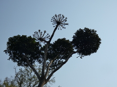 Cussonia sphaerocephala