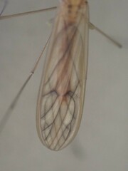 Dixella