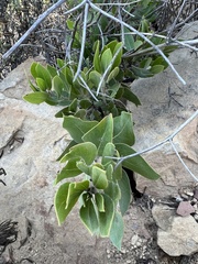 Arctostaphylos