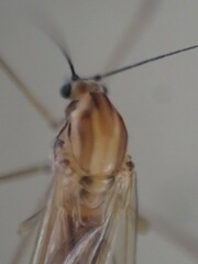 Dixella