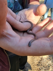 Contia tenuis