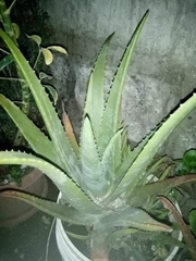 Agave fourcroydes