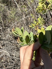 Arctostaphylos andersonii
