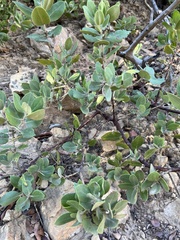 Arctostaphylos