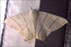 Ourapteryx sambucaria