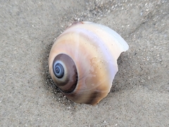 Neverita duplicata