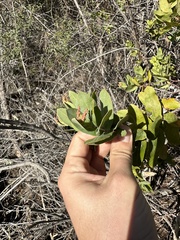 Arctostaphylos andersonii