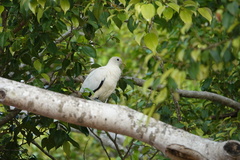 Ducula spilorrhoa