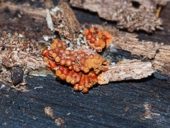 Metatrichia vesparium