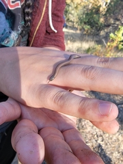 Contia tenuis