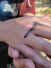 Contia tenuis