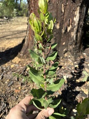 Arctostaphylos andersonii